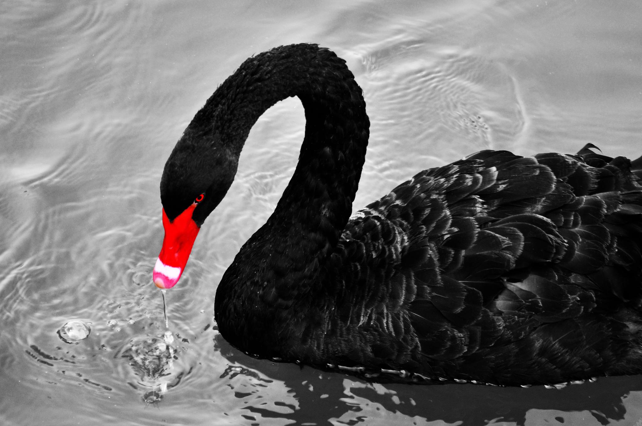 2018年终大盘点：那些重创全球市场的“黑天鹅”|加息|油价|新兴市场_手机新浪网