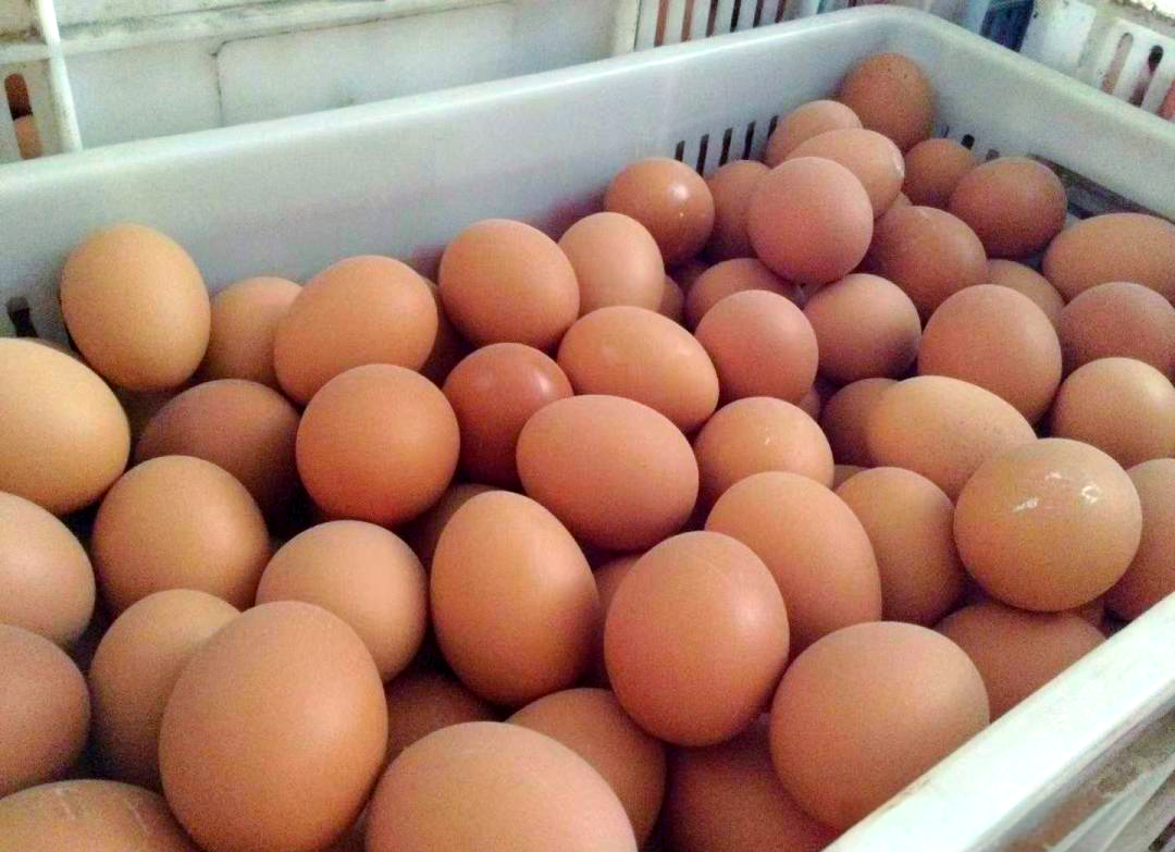 鸡蛋2608合约暴涨后的思考！|鸡蛋期货|段永平|基金加仓榜|做空|空头_手机新浪网