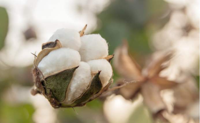 期棉收高逾1 Usda下调美国棉花产量和年末库存预估 棉花 新浪财经 新浪网