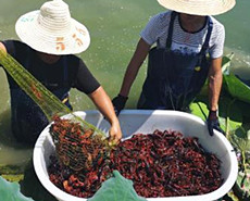 国人1年吃2千多亿元小龙虾！揭秘养殖场