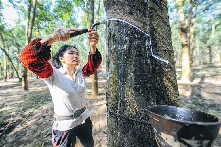 泰国一主要橡胶种植区受真菌病暴发袭击