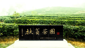 万达启动19年丹寨扶贫茶园认领