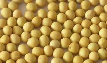 豆一、豆二和豆油期权今日上市交易