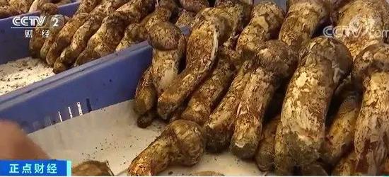 松茸价格大跳水：曾卖出万元高价 如今起步价降至百元