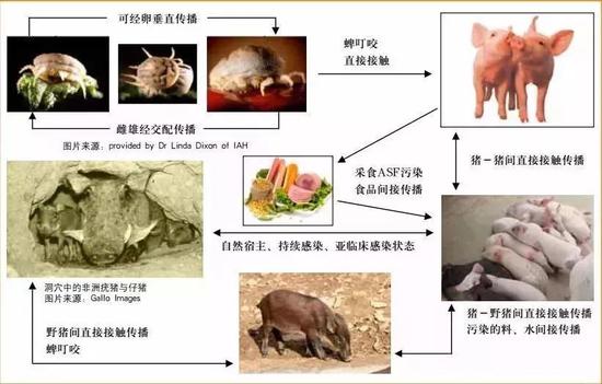 问题四：市面上的猪肉还能吃吗？