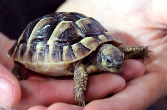 赫曼陆龟(网络图)