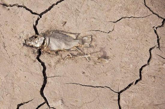 防治荒漠化和干旱：孩子应该知道些什么？