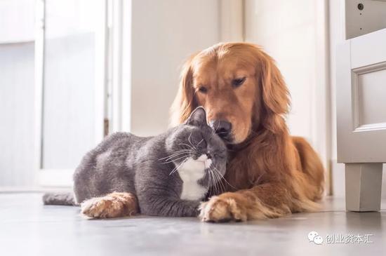 “猫狗也要做核酸？宠物药行业要爆、资本疯狂涌入抢抓二次增长曲线