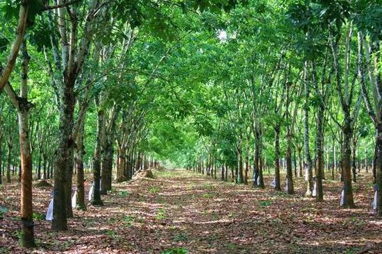 中国橡胶树种植面积居第3位 手机新浪网 中国橡胶树种植面积居第3位 手机新浪网