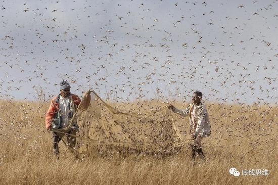 联合国解决蝗灾的方案，无法在战乱地区落实（图片来源：视觉中国）