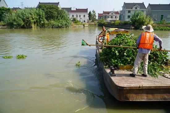 ▲麻溪港上，保洁人员正在打捞水葫芦。新华每日电讯记者许舜达摄