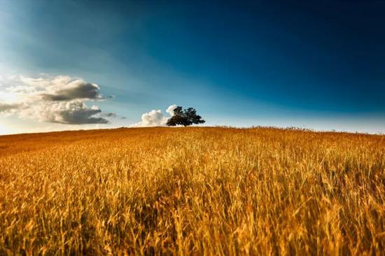 牛羊满圈 食品无忧？