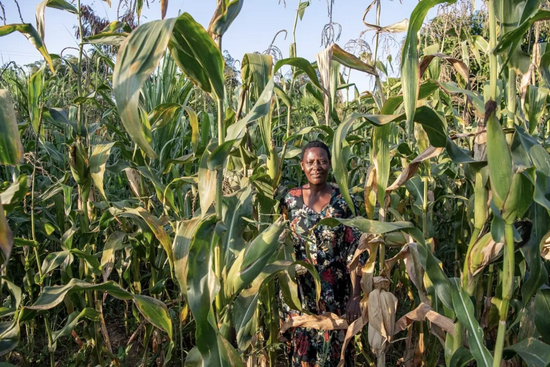  肯尼亚农户在改良种子种植的玉米地里（图源：盖茨基金会）