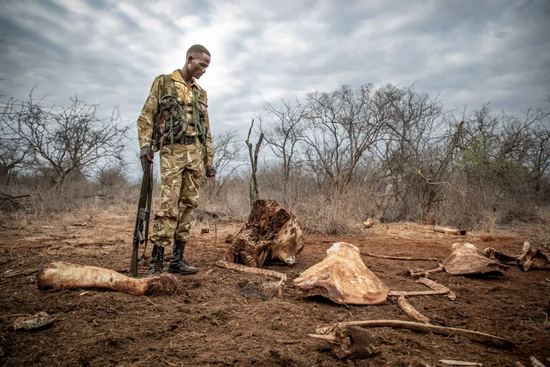 © UNEP图片&nbsp;|&nbsp;人类猎杀野生动物