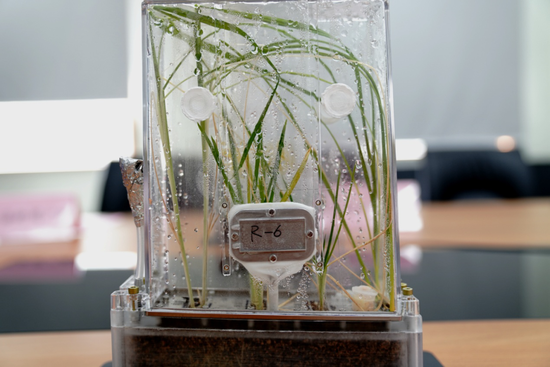8月29日，在中国科学院分子植物科学卓越创新中心拍摄的“太空同款”水稻培养单元。新华社记者 张建松 摄