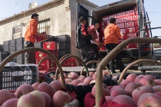  ▲西部冰糖心苹果，乘着商流上行。刘浩 | 摄