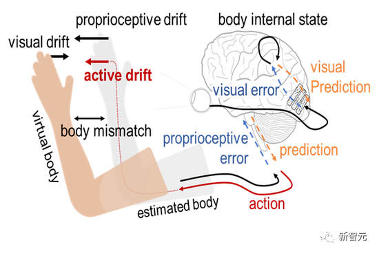 由于视觉误差导致的脑体不匹配，会产生本体感觉漂移
