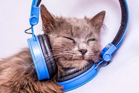 有了助眠音频，“夜猫”也能变成“瞌睡猫”。/图虫创意