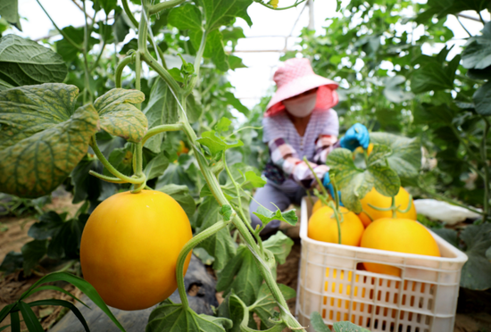 近日,河北省廊坊市多地加紧蔬菜瓜果采摘、打包、调运,全力保障北京“菜篮子”稳定供应。