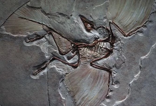 始祖鳥Logo取自1880年在德國柏林發現的迄今為止最完整的始祖鳥化石