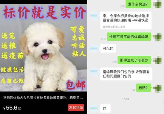 混血拉布拉多幼犬 仅需10元 被拦下的宠物盲盒 新浪财经 新浪网