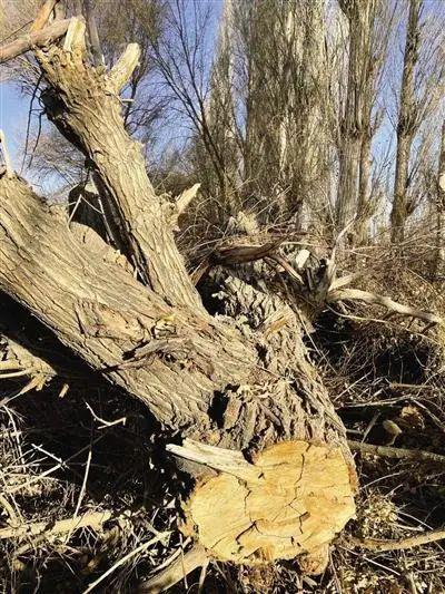 敦煌万亩防护林遭砍伐种葡萄？生态环境部赴现场调查