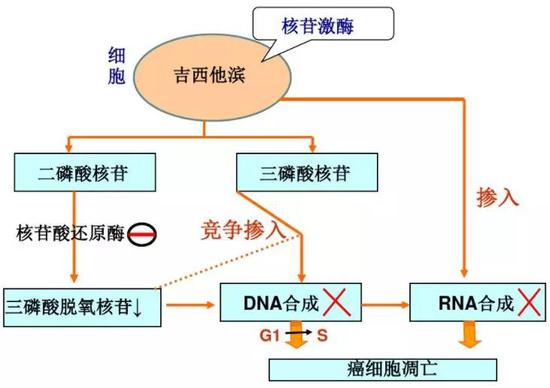 （图9：吉西他滨作用原理，来源：百度文库，徐明霞）