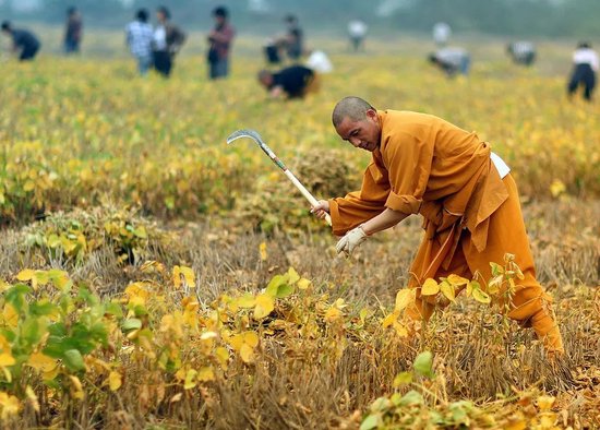  ◎&nbsp;2012年，在田间收割豌豆荚的印乐法师