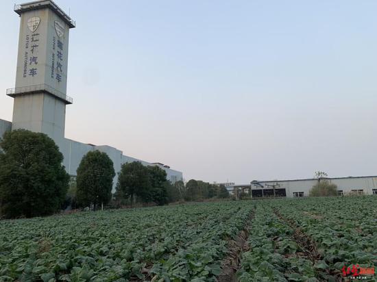  杭州青年莲花工厂空地已经种了菜