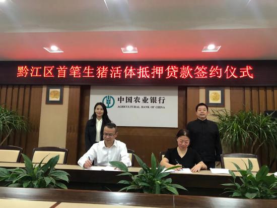 ▲农业银行重庆市分行发放黔江区首笔3000万元生猪活体抵押贷款