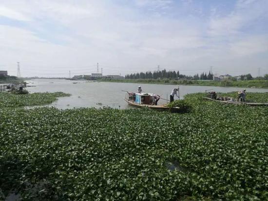 ▲汾湖湾村与湖滨村正在联合清理汾湖上的水葫芦。新华社发