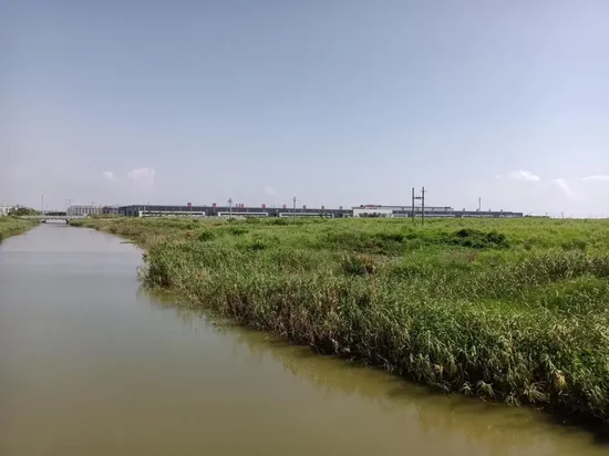 平阳项目园区内，原本规划建设精密铜及铜板厂房的位置，荒草丛生