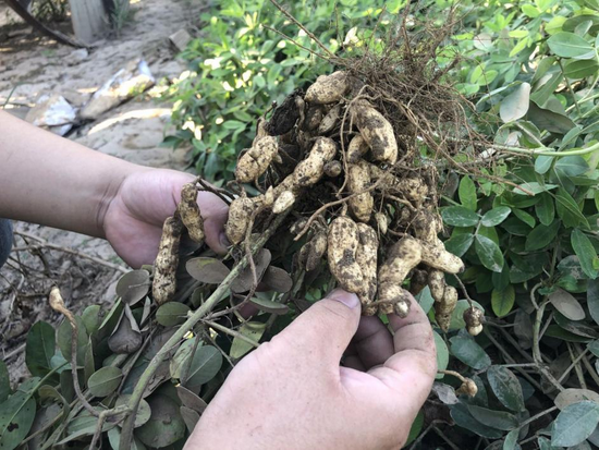 李勇向《财经》记者展示地下刚拔出的花生，饱满程度不如往年，因被洪水泡过十几日，他不建议村民食用   
