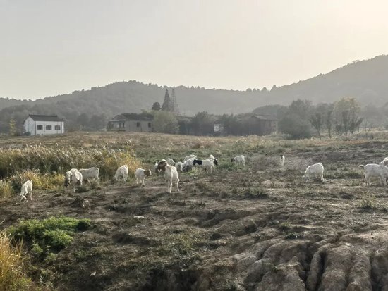 无锡"花千谷"双生困局:百亩良田十年撂荒 数千万投资深陷泥潭(图3)