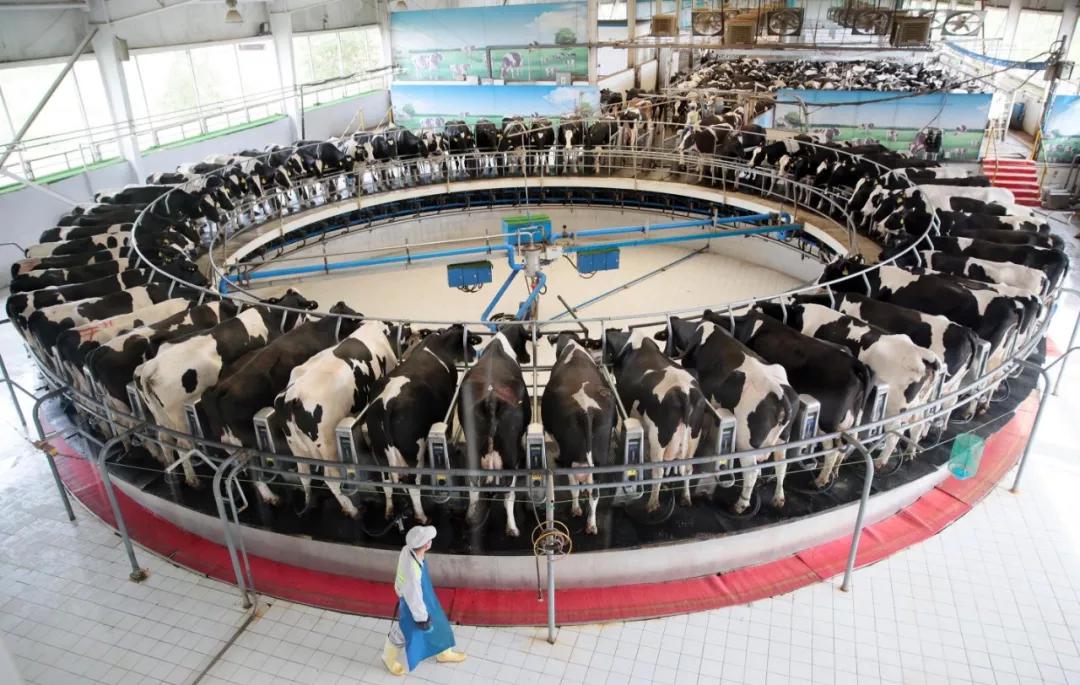 伊利集团敕勒川精品奶源基地饲养的奶牛 才扬 摄