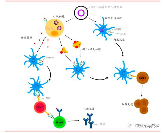 图表:dna疫苗作用原理 |&nbsp;资料来源:engineered nano-delivery