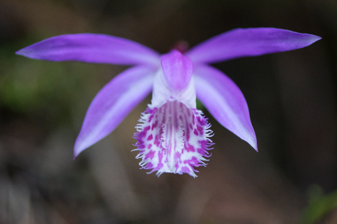 四川独蒜兰(pleione limprichtii schltr.