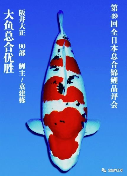 上市公司博瑞医药董事长袁建栋酷爱养鱼,3年花掉3229