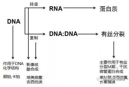 （图6：化疗药作用原理，来源：肺癌多学科会诊）