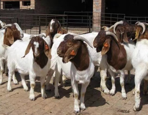 绵羊养殖户大肆使用