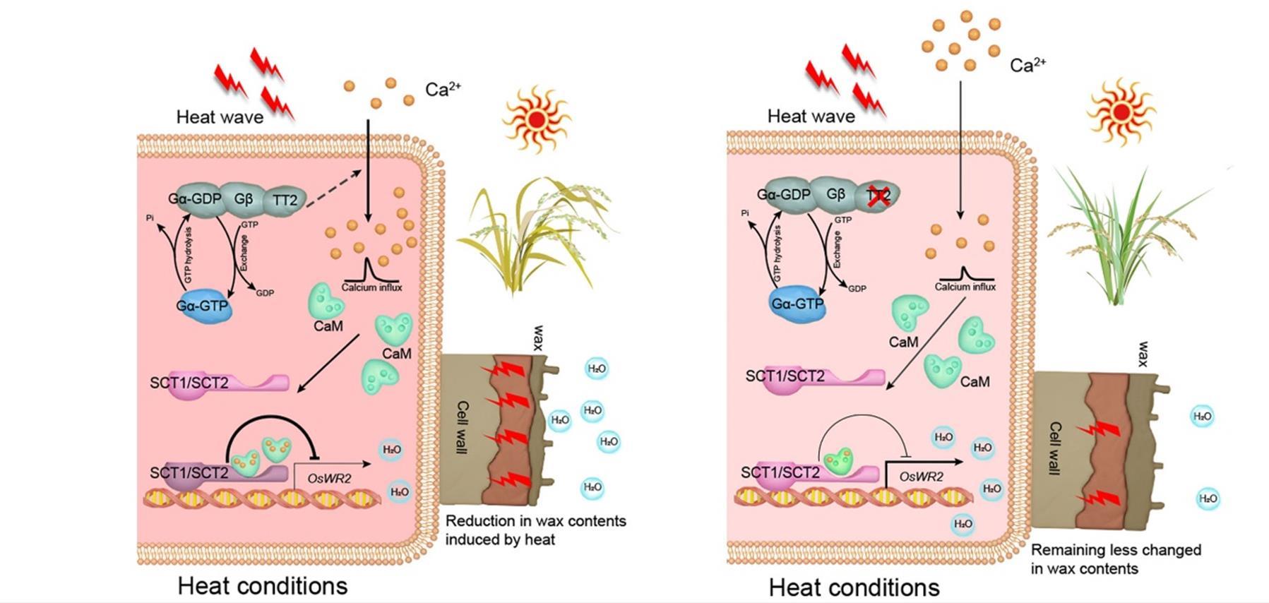 △高温胁迫下TT2-SCT1/SCT2-WR2途径调控水稻耐热性的示意图模型