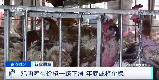 12月鸡肉价格出现哪些新变化？有市场价格下滑