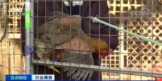 12月鸡肉价格出现哪些新变化？有市场价格下滑