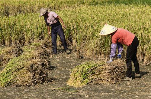 一号文件三大关键词：科技育种、粮食安全、生猪养殖平稳有序