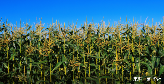 农业农村部回应粮食市场热点：价格稳中有涨、供应有保障