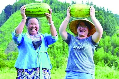 ▲广西柳州的大学生村官杨宁（右一）带领江门村民种的泉水西瓜大又甜。