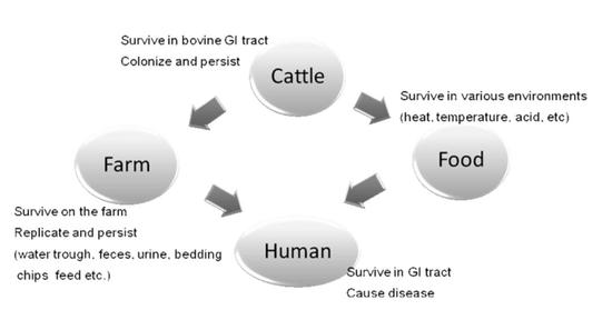 大肠杆菌O157:H7的生态分布,J Microbiol Biotechnol. 2010 January ; 20(1): 5–14.