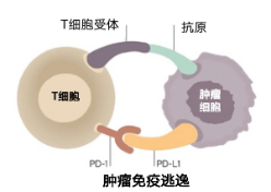 抗肿瘤的“间谍”部队——免疫治疗