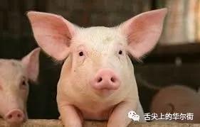 生猪期货 从芝加哥交易池到中国的半个世纪历程