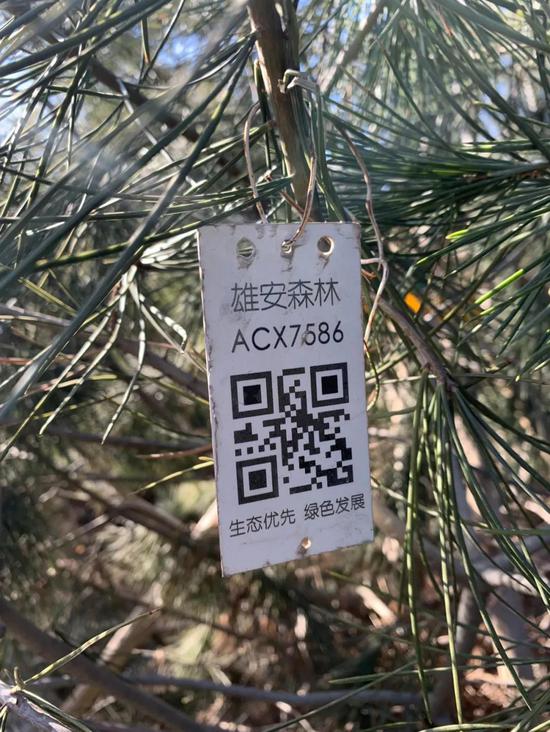 △这就是树木ACX7586的铝制二维码，它是树的身份证。（央视记者张淳拍摄）